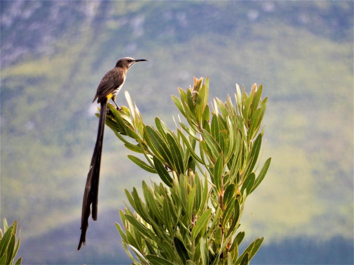Mountain View Swellendam Daire Dış mekan fotoğraf